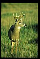 10065-00207-Whitetail Deer.jpg