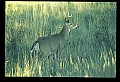 10065-00208-Whitetail Deer.jpg