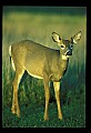 10065-00209-Whitetail Deer.jpg