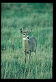 10065-00211-Whitetail Deer.jpg