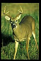 10065-00212-Whitetail Deer.jpg