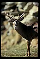 10065-00213-Whitetail Deer.jpg
