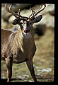 10065-00214-Whitetail Deer.jpg
