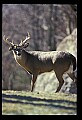10065-00216-Whitetail Deer.jpg
