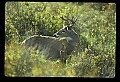 10065-00218-Whitetail Deer.jpg