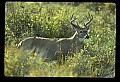10065-00219-Whitetail Deer.jpg
