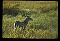 10065-00220-Whitetail Deer.jpg