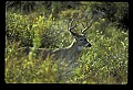 10065-00221-Whitetail Deer.jpg