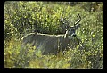 10065-00222-Whitetail Deer.jpg