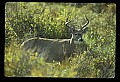 10065-00223-Whitetail Deer.jpg