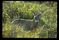 10065-00224-Whitetail Deer.jpg