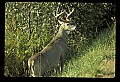 10065-00225-Whitetail Deer.jpg