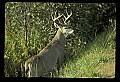 10065-00226-Whitetail Deer.jpg