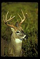 10065-00227-Whitetail Deer.jpg