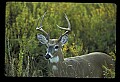 10065-00229-Whitetail Deer.jpg