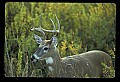 10065-00230-Whitetail Deer.jpg