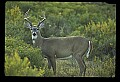 10065-00231-Whitetail Deer.jpg