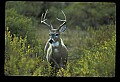 10065-00232-Whitetail Deer.jpg
