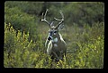10065-00233-Whitetail Deer.jpg