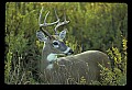 10065-00235-Whitetail Deer.jpg