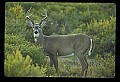 10065-00237-Whitetail Deer.jpg
