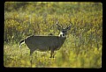 10065-00238-Whitetail Deer.jpg
