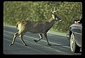 10065-00240-Whitetail Deer.jpg