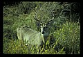 10065-00241-Whitetail Deer.jpg