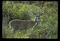 10065-00242-Whitetail Deer.jpg