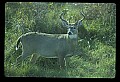 10065-00243-Whitetail Deer.jpg