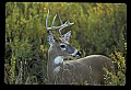 10065-00244-Whitetail Deer.jpg
