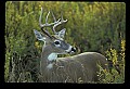 10065-00245-Whitetail Deer.jpg