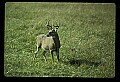 10065-00247-Whitetail Deer.jpg