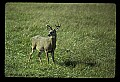 10065-00248-Whitetail Deer.jpg