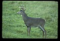 10065-00249-Whitetail Deer.jpg