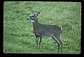 10065-00250-Whitetail Deer.jpg