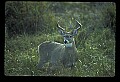 10065-00251-Whitetail Deer.jpg