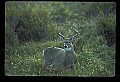 10065-00252-Whitetail Deer.jpg