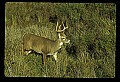 10065-00253-Whitetail Deer.jpg