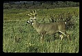 10065-00254-Whitetail Deer.jpg