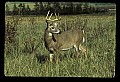 10065-00255-Whitetail Deer.jpg