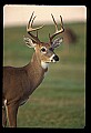 10065-00256-Whitetail Deer.jpg