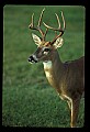 10065-00257-Whitetail Deer.jpg