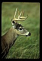 10065-00258-Whitetail Deer.jpg