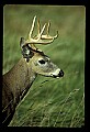 10065-00259-Whitetail Deer.jpg