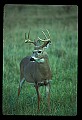 10065-00260-Whitetail Deer.jpg