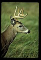 10065-00261-Whitetail Deer.jpg