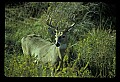 10065-00262-Whitetail Deer.jpg