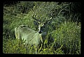 10065-00263-Whitetail Deer.jpg