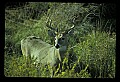 10065-00264-Whitetail Deer.jpg